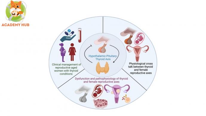 Влияние аутоимммунных заболеваний щитовидной железы на женскую фертильность и исходы беременности
