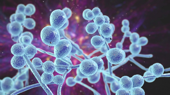 Мониторинг резистентности Candida – ключ к успешной терапии