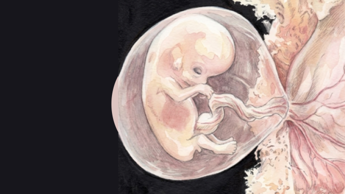 Отдаленные акушерские и перинатальные последствия искусственного прерывания беременности. Взгляд 2025-2026.