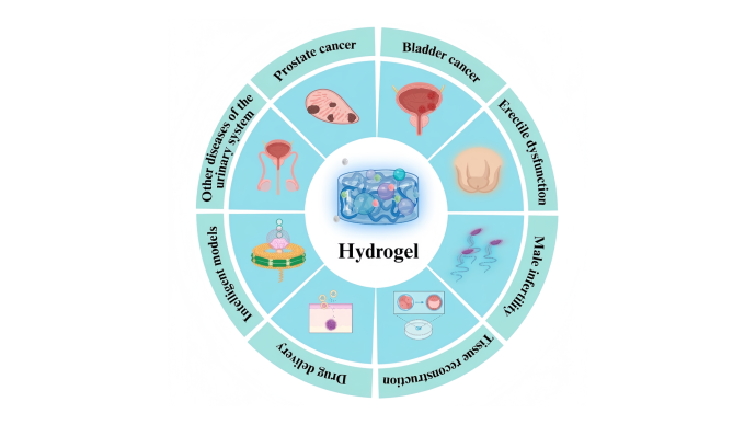 Гелевые субстанции в урологии и гинекологии: эволюция, современное состояние и перспективы применения