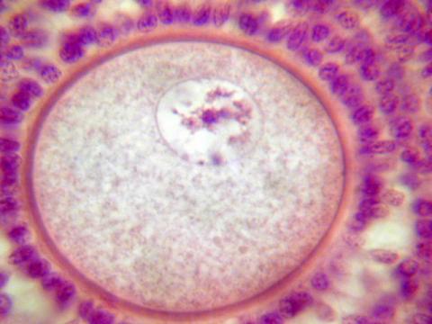 Оогенез из стволовых клеток взрослых мышей не возможен