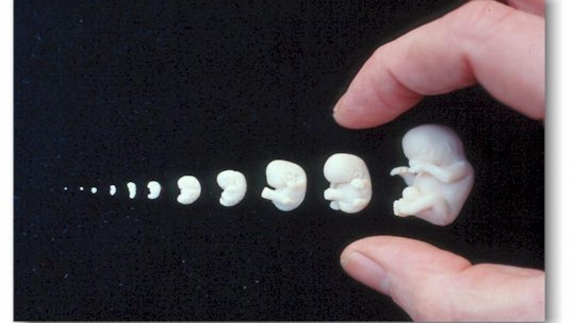 Ископаемый зуб. Зубы зародыши. Зубы зародыши. Зубы зародыши. Зубы зародыши.