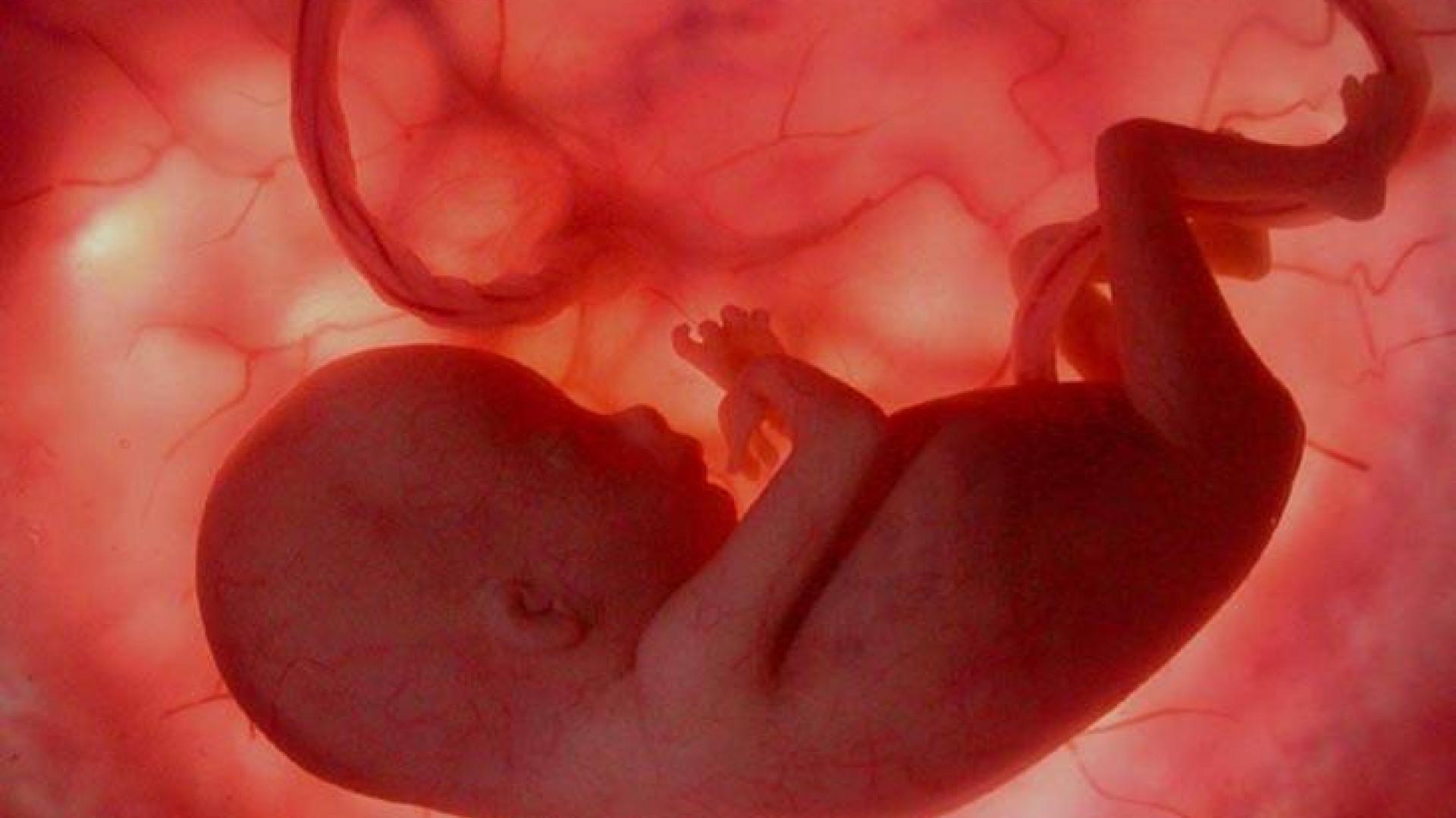 эмбрион на 11 день