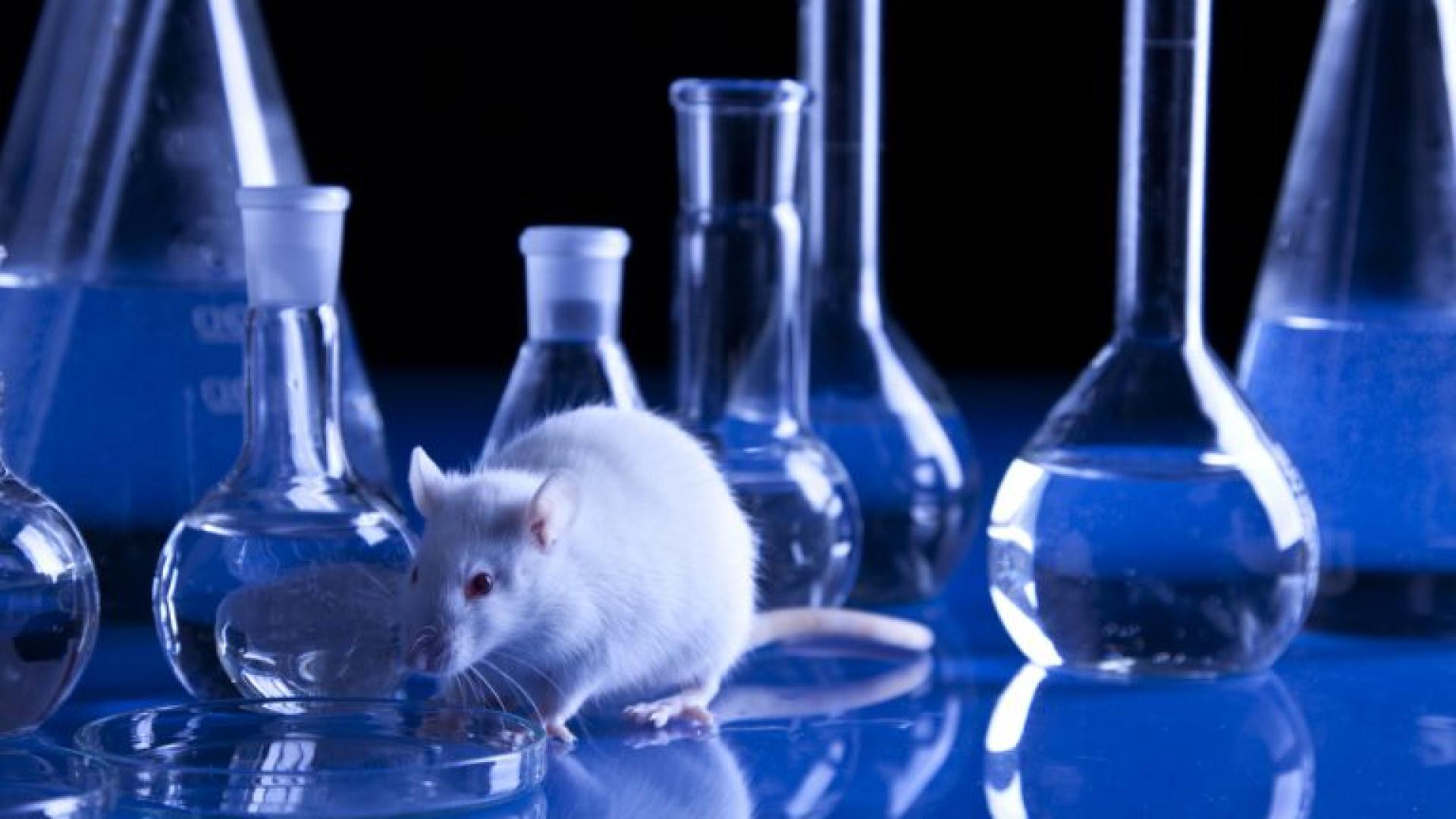 The use of animals for Science purposes is a difficult ethical problem