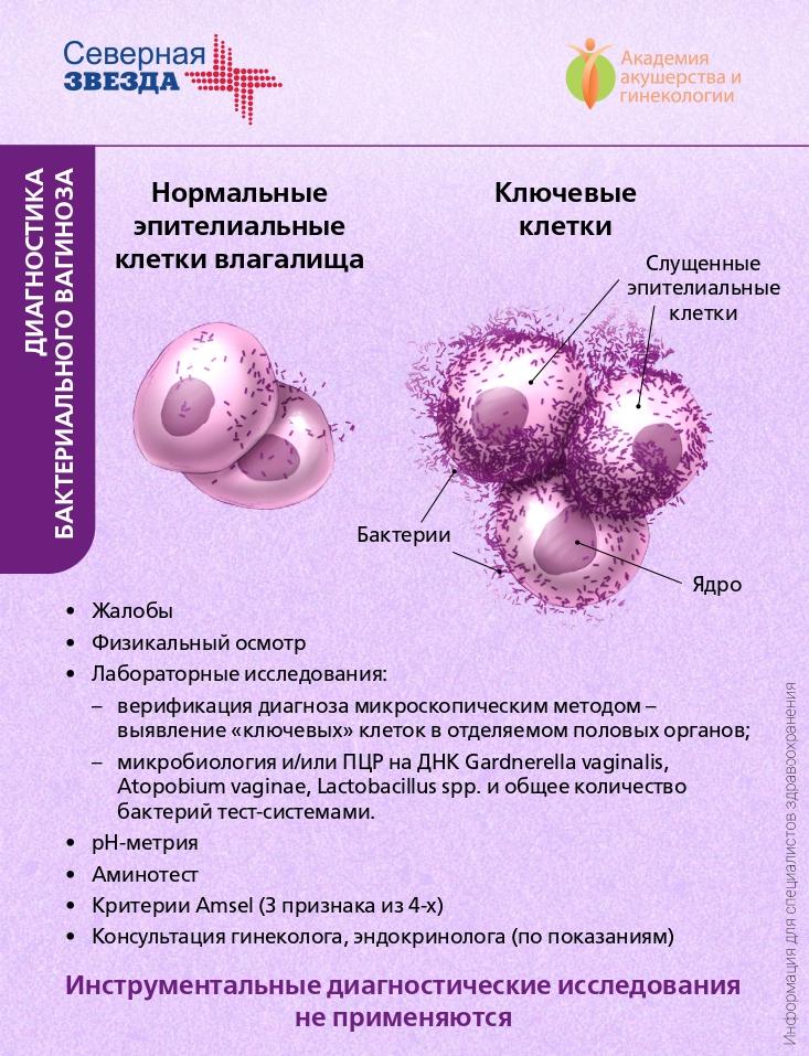 Бактериальный вагиноз. Новые данные